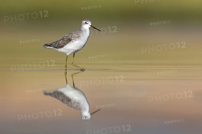 Pond sandpiper, (Tringa stagnatilis), animals, birds, limicoles, biotope, habitat, foraging, mudflats, waters, reflection, sideways, Middle East, snipe family, Raysut, Salalah, Sohar, Oman