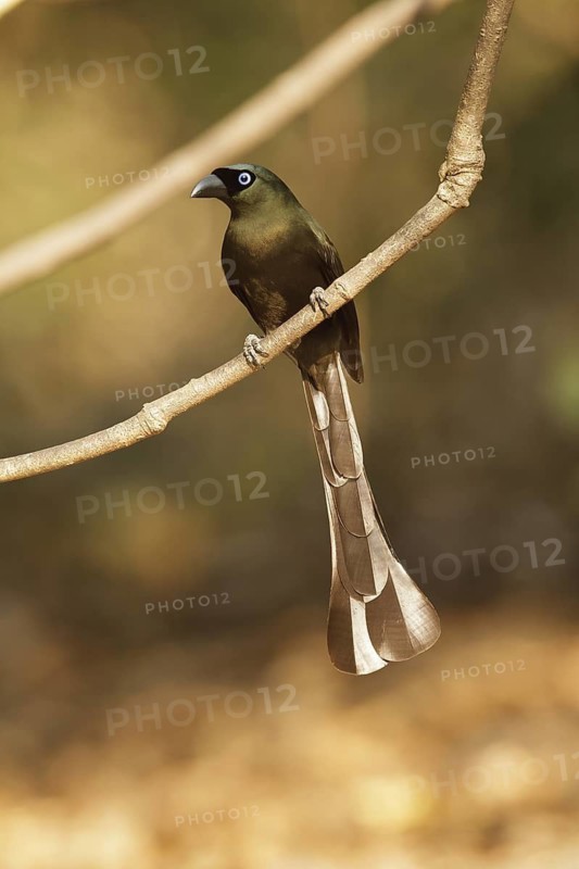 Racket-tailed Treepie (Crypsirina temia), Kaeng Krachan, Thailand