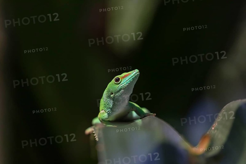 One Madagascar giant day gecko, Phelsuma madagascariensis grandis, sitting on a thorny leaf spotlit with a dark background