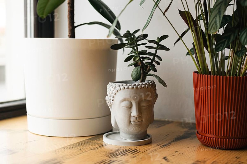 A Buddha-shaped planter with a succulent sits on a wooden surface. Flanked by large pots, it adds a touch of tranquility to the indoor setting, enhancing the decor