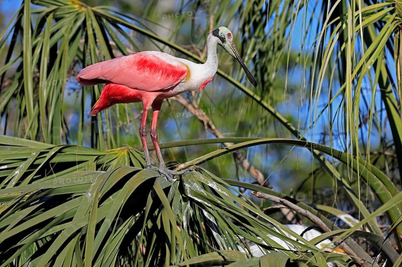 Roseate spoonbill (Platalea ajaja), adult, on wait, on tree, St. Augustine, Florida, North America, USA