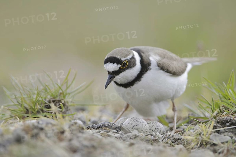 Little Ringed Plover (Charadrius dubius) nest, North Rhine-Westphalia, Germany