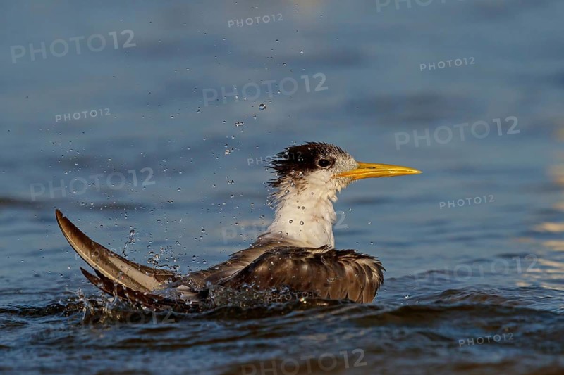 Common Tern, flight photo, (Thalasseus bergii), swimming in the water, East Khawr / Khawr Ad Dahariz, Salalah, Dhofar, Oman