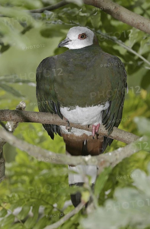 White-bellied Imperial Pigeon (Ducula forsteni), Florida, USA