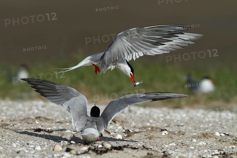 Common Tern (Sterna hirundo), mating pair in the colony, Lower Saxon Wadden Sea National Park, East Frisian Islands, Lower Saxony, Germany