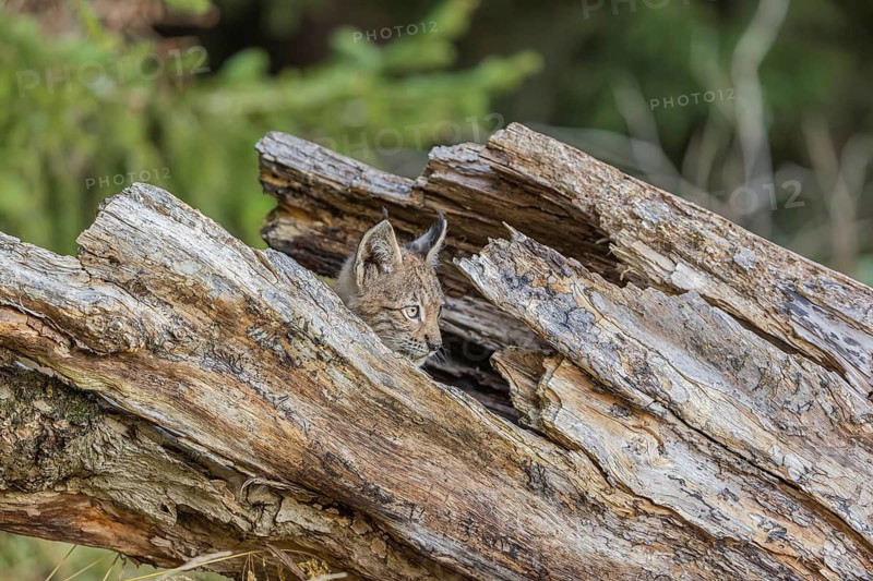 One young (10 weeks old) male Eurasian lynx, (Lynx lynx), hiding in a rotten tree