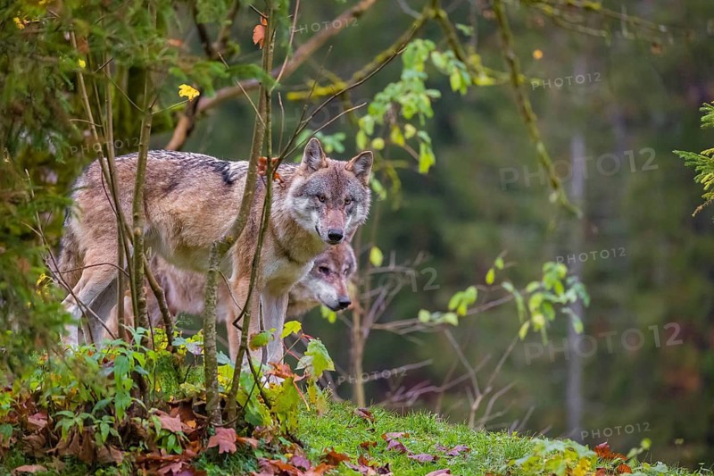 Two adult male eurasian gray wolves (Canis lupus lupus) stand on a green meadow on hilly terrain