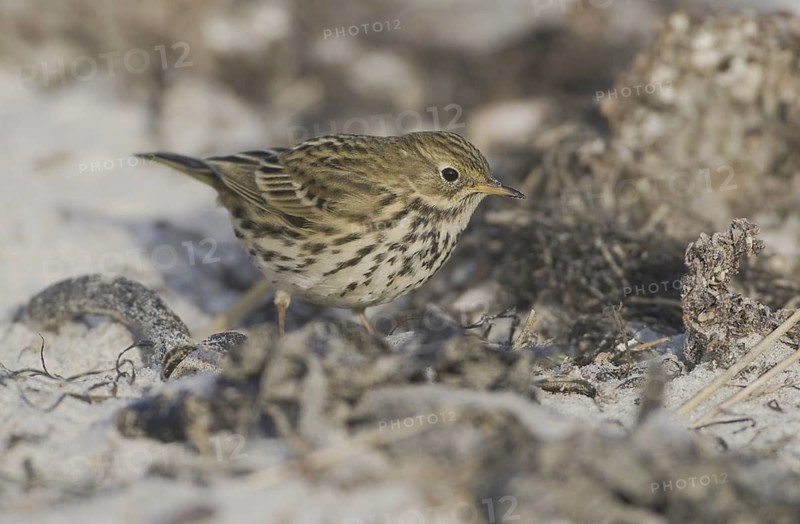 Meadow Pipit (Anthus pratensis), Schleswig-Holstein, Germany