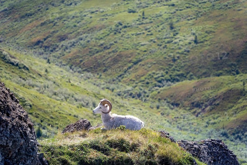 Dall sheep or Alaskan snow sheep (Ovis dalli) sitting on a rocky outcrop in the mountains, Denali National Park and Preserve, Alaska, USA