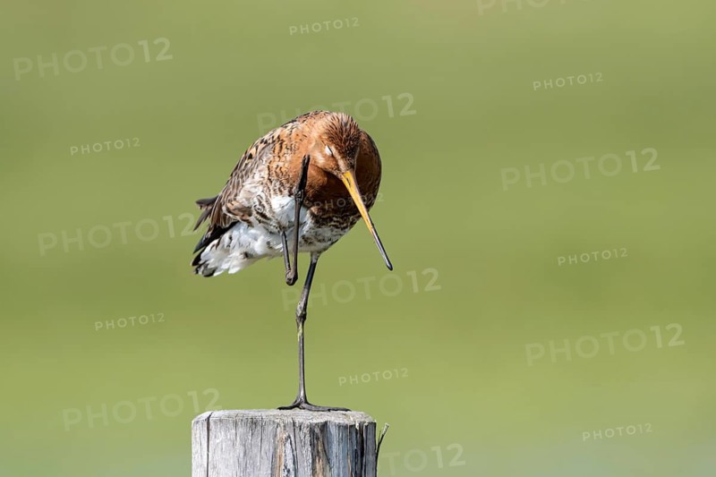 Black-tailed godwit (Limosa limosa), preening itself, plumage care, Ochsenmoor, Dümmer, Lemförde, Lower Saxony, Germany