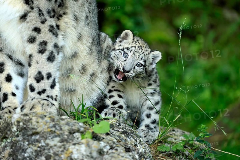 Snow leopard (Uncia uncia), young, sitting on rocks, vigilant, endangered species, captive
