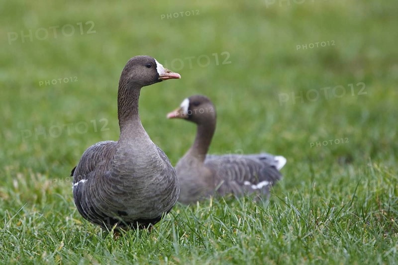 Greater White-fronted Goose (Anser albifrons), North Rhine-Westphalia, Germany