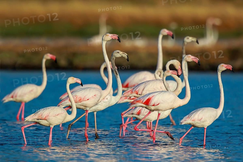 Greater Flamingo (Phoenicopterus roseus) group standing in shallow water, Lesvos, Greece