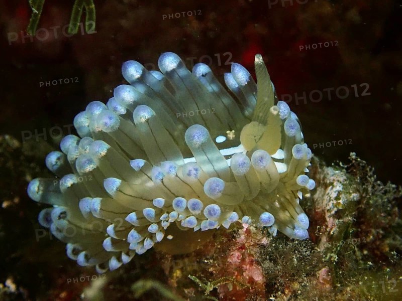 A Striped Thick-billed Slug (Janolus scalloped ribbonfish) with blue tips in an underwater picture, dive site Cap de Creus Marine Reserve, Rosas, Costa Brava, Spain, Mediterranean Sea