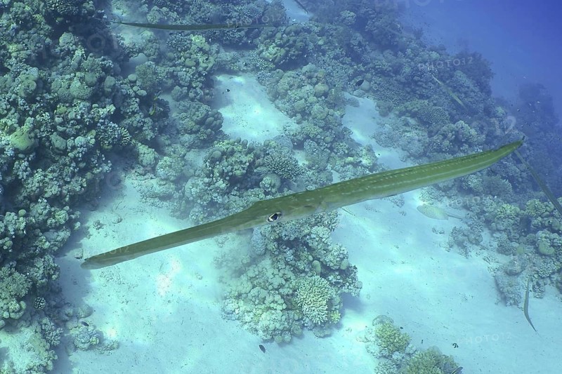 Bluespotted Cornetfish (Fistularia commersonii)