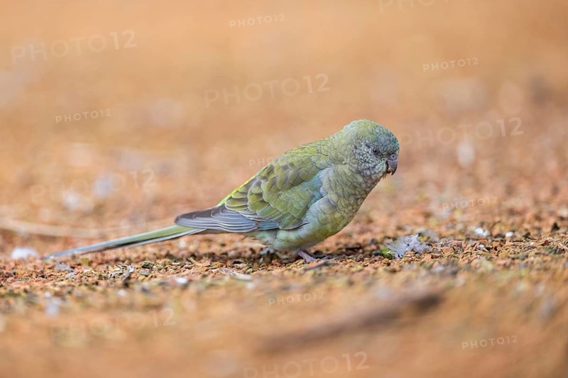 Red-rumped parrot (Psephotus haematonotus) female walking on the ground, Bavaria, Germany