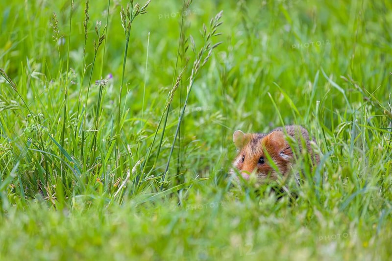 A European hamster (Cricetus cricetus), Eurasian hamster, black-bellied hamster or common hamster, collects herbs, grass and daisies on a meadow