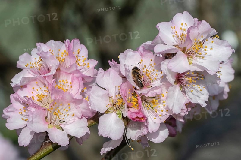 Almond blossom (Prunus dulcis) with honey bee (Apis mellifera), Rhineland-Palatinate, Germany