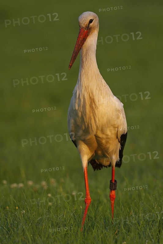 White Stork (Ciconia ciconia) male foraging, North Rhine-Westphalia, Germany