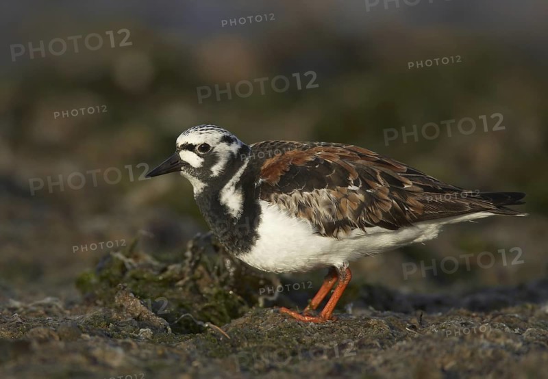 Ruddy Turnstone (Arenaria interpres), Schleswig-Holstein, Germany