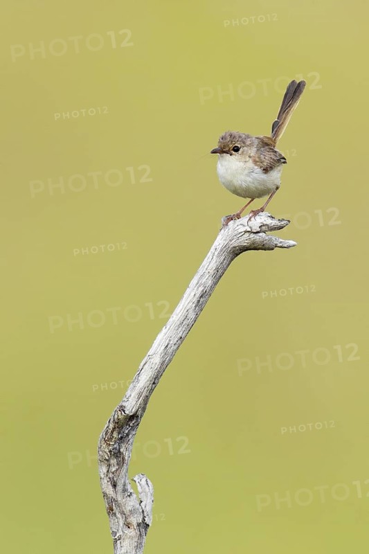 Red-backed Fairywren (Malurus melanocephalus) juvenile, Queensland, Australia