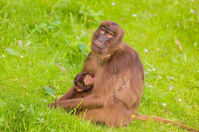 A female Gelada (Theropithecus gelada), or bleeding-heart monkey with her baby sits in a flowering meadow