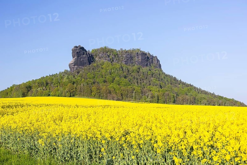 Table mountain Lilienstein surrounded by blooming rape fields (Brassica napus), Saxon Switzerland, Saxony, Germany