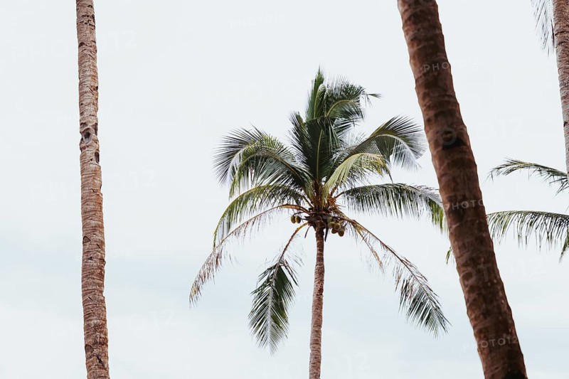 Tall coconut palms rise against a serene sky in a typical Philippine landscape. The lush greenery captures the essence of tropical beauty and tranquility