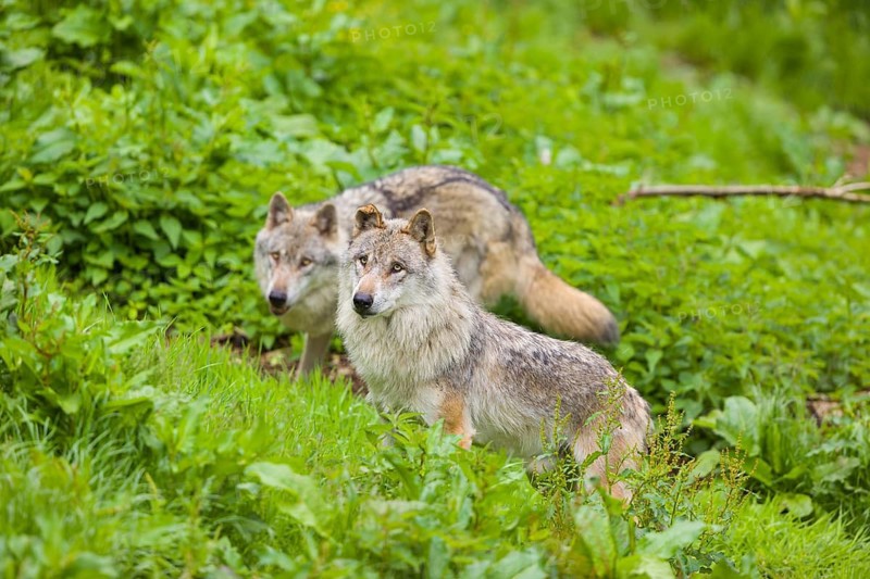 Two eurasian gray wolves (Canis lupus lupus) run over a green meadow in an open forest