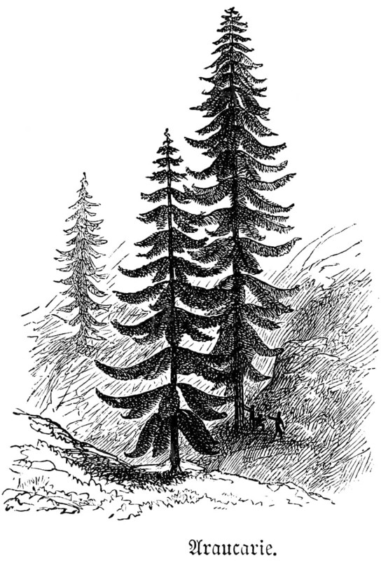 Mountain landscape with Araucaria (araucaria columnaris), travelling, New Caledonia, historical illustration 1888