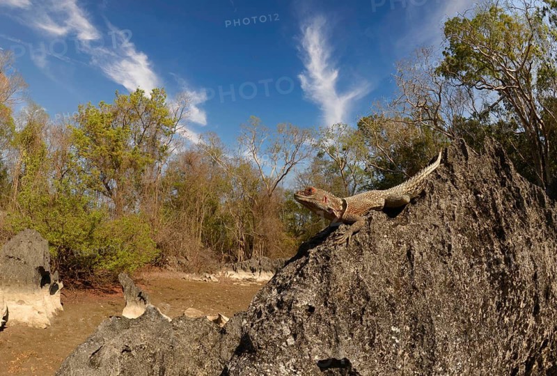 Iguana (Opolurus cuvieri) in the Tsingy de Bemaraha in the west of Madagascar