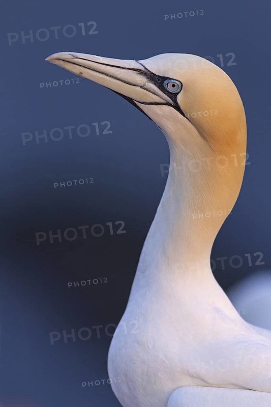 Northern Gannet (Morus bassanus), Schleswig-Holstein, Germany