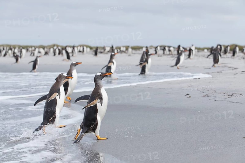 Gentoo Penguin (Pygoscelis papua) group emerging from the surf, Sea Lion Island, Falkland Islands