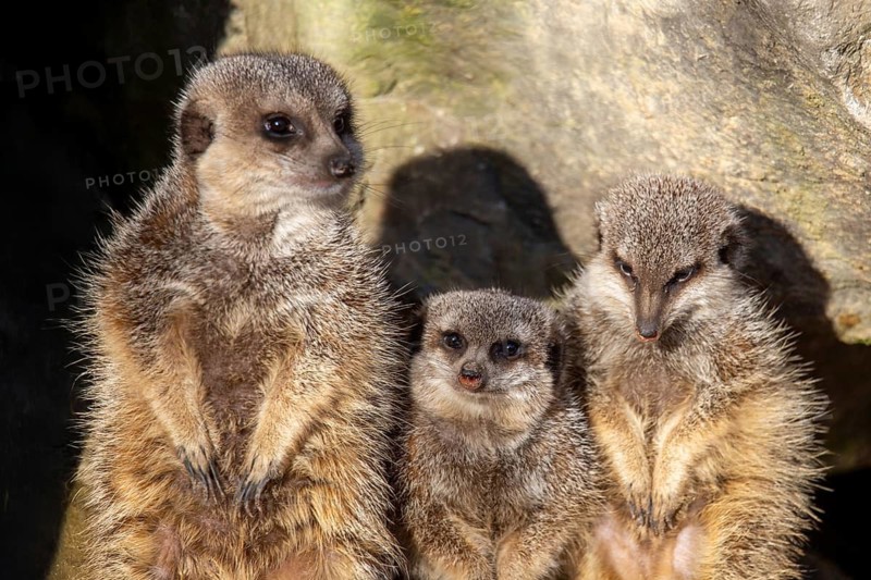 Close-up of meerkat (Suricata suricatta)