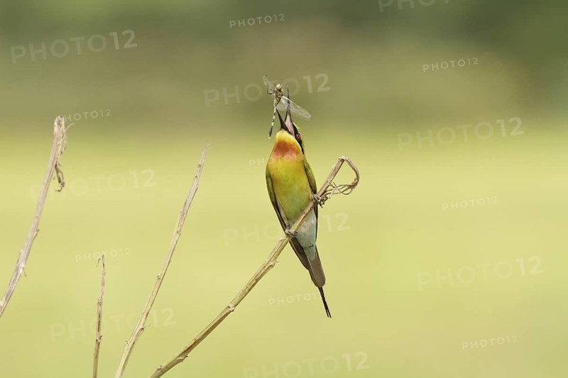 Blue-tailed Bee-eater (Merops philippinus), Singapore