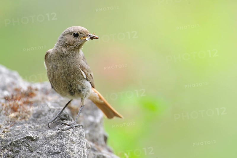 Black Redstart (Phoenicurus ochruros) juvenile, North Rhine-Westphalia, Germany