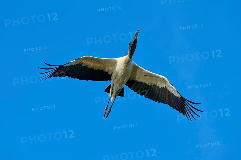 Wood Stork (Mycteria americana), with outstretched wings flying through a clear blue sky, Wakodahatchee Wetlands, Delray Beach, Florida, USA
