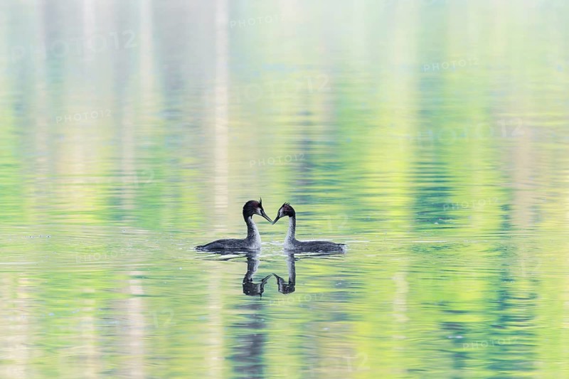 Courtship of a pair of great crested grebes (Podiceps cristatus) on a lake with intense green reflections of the surrounding forest