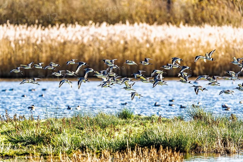 Black-tailed Godwits, Limosa limosa, birds in flight over marshes