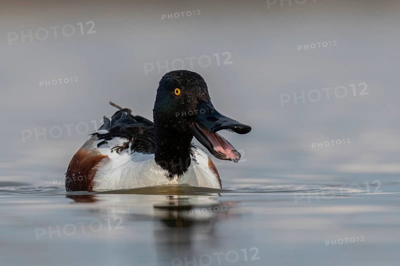 Northern Shoveler (Spatula clypeata) male, Schleswig-Holstein, Germany
