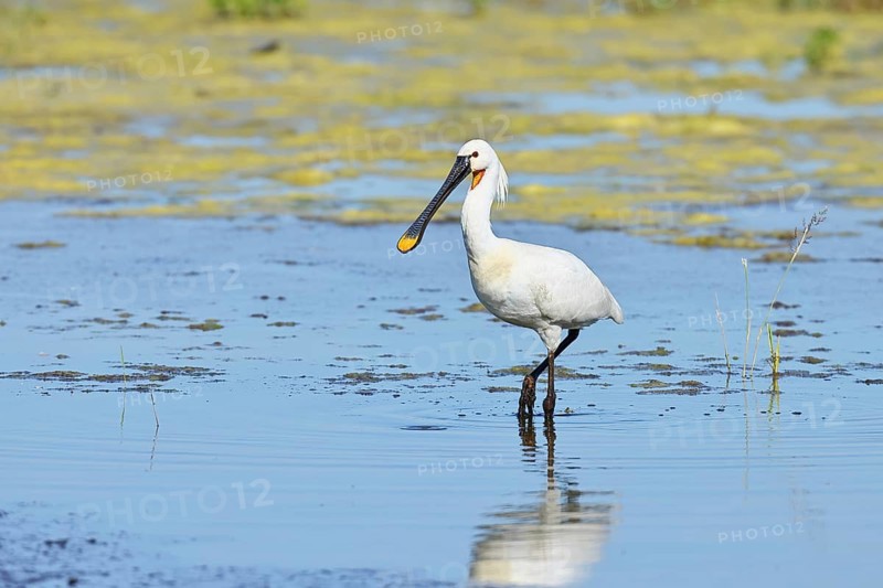 Spoonbill (Platalea leucorodia), adult bird striding through shallow water, adult bird in splendour, wildlife, Ziggsee, Burgenland, Austria
