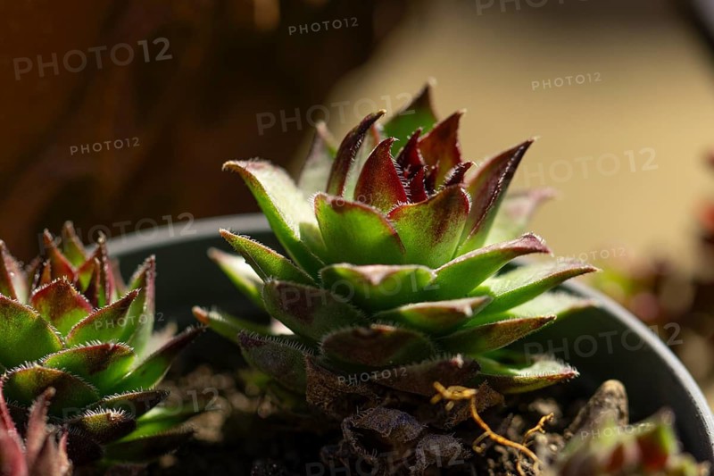 Close-up of a succulent plant (Sempervivum) with green and red leaves in sunlight, Neunkirchen, Lower Austria, Austria
