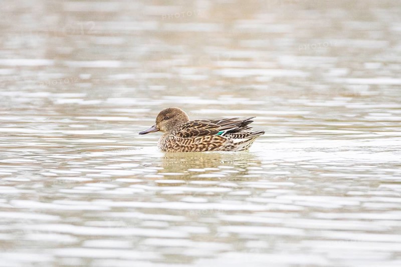 Teal (Anas crecca) wbl Germany