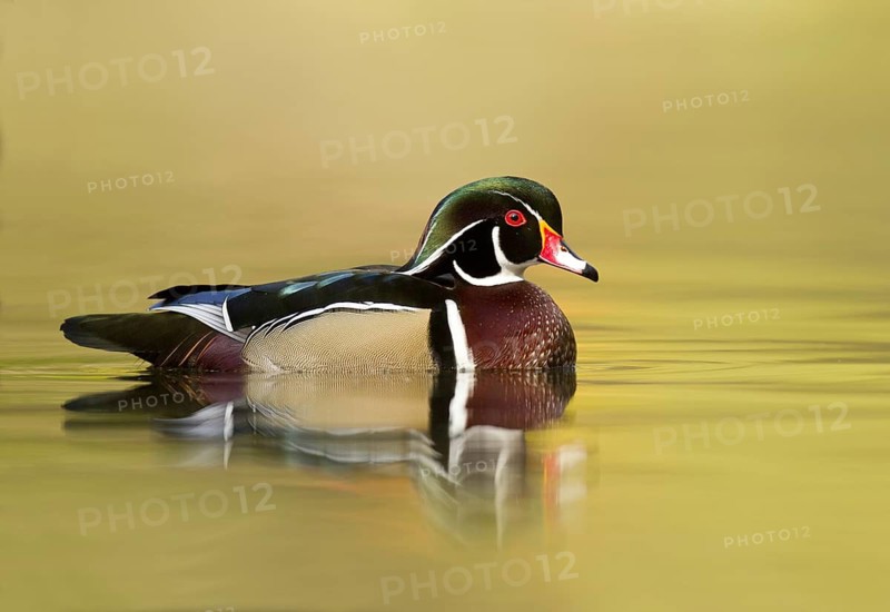 Wood Duck (Aix sponsa) male, Ohio, USA