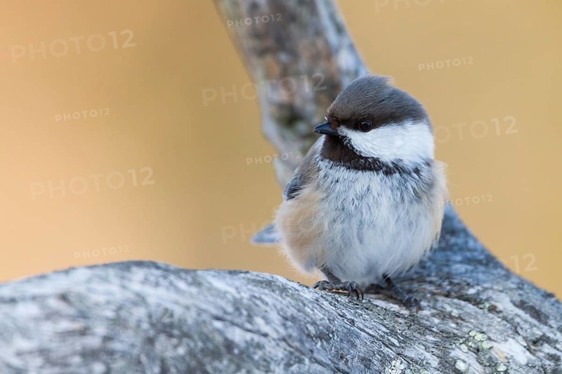 Siberian Tit (Grey-headed Chickadee) - Lapplandmeise - Poecile cinctus