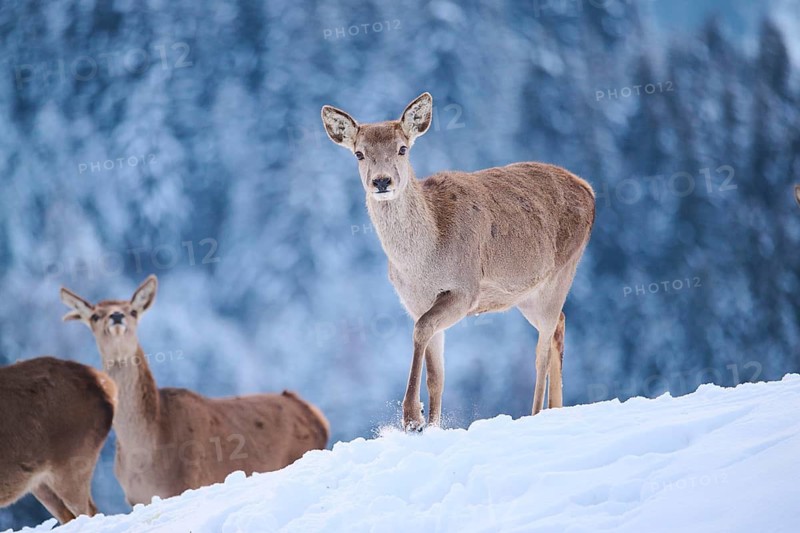 Red deer (Cervus elaphus) hinds on a snowy meadow in the mountains in tirol, Kitzbühel, Wildpark Aurach, Austria