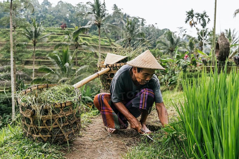 A middle-aged man harvests rice with traditional tools in the lush, terraced rice paddies of Bali, Indonesia, showcasing agricultural life