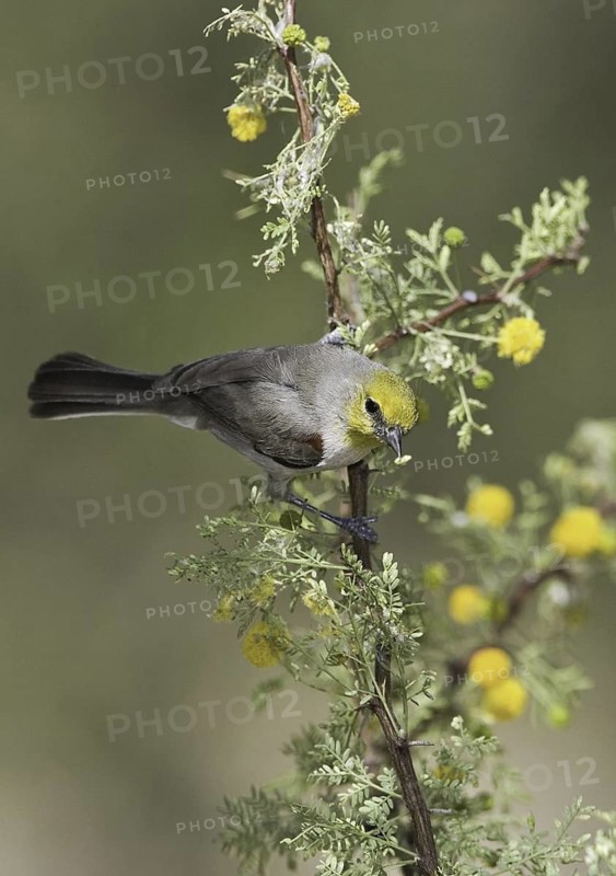 Verdin (Auriparus flaviceps), Arizona, USA