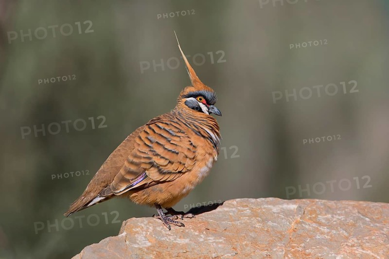 Spinifex Pigeon (Geophaps plumifera), Northern Territory, Australia