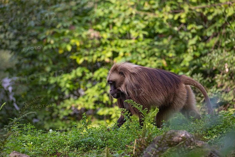 One adult male Gelada (Theropithecus gelada), or bleeding-heart monkey walking through riverine vegetation to get to the river to drink